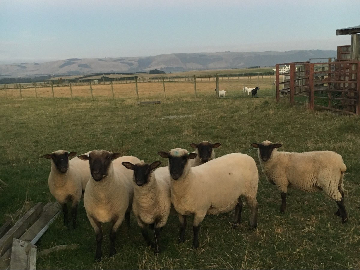 How to do House Sitting in New Zealand&nbsp;(NZ)