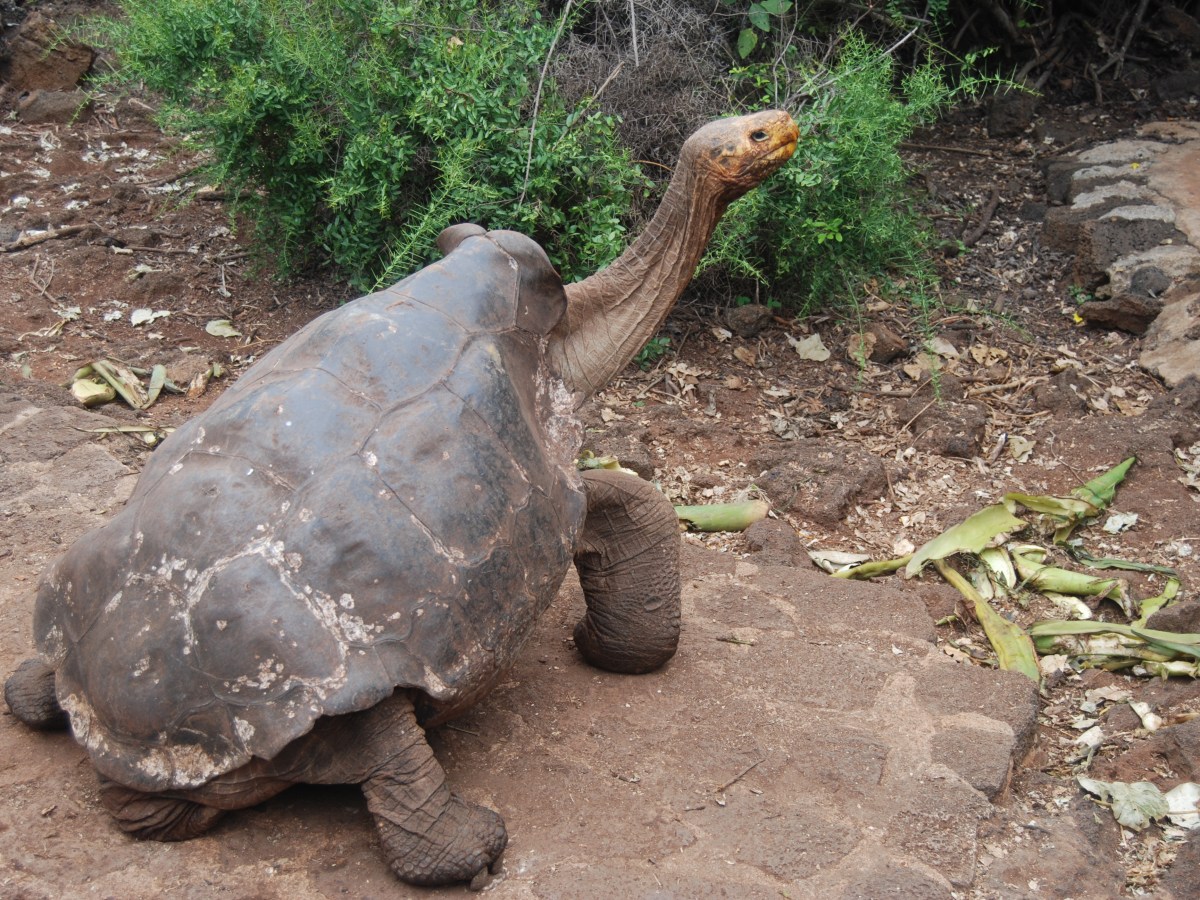 Animales – Galapagos Islands&nbsp;(Ecuador)
